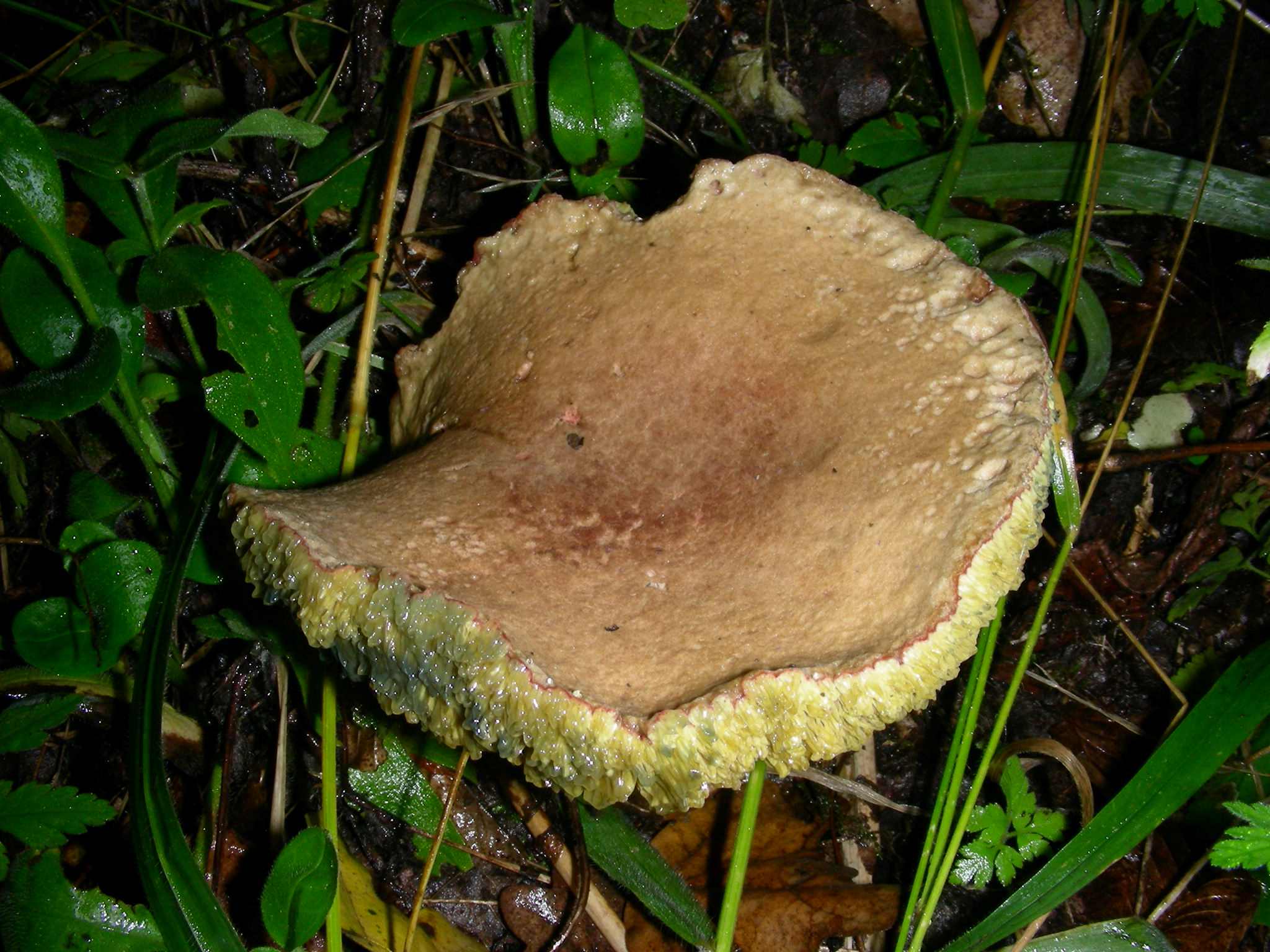 1135 Ottobre vecchio ritrovamento